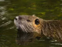 Beverrat [Myocastor coypus]